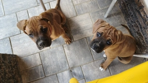 Căței Boxer  - imagine 3 Căței Boxer  - imagine 3