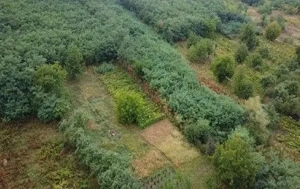 Teren Duta-Epureni, ID: R2757048 - imagine 6