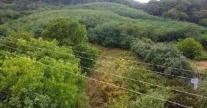 Teren Duta-Epureni, ID: R2757048 - imagine 9