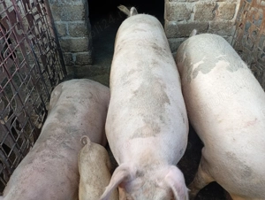 Porci de vânzare, în Morteni , Dâmbovița! 