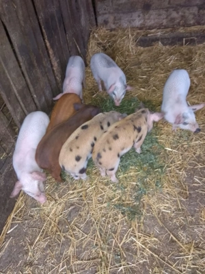 Vând purcei 6 săptămâni 