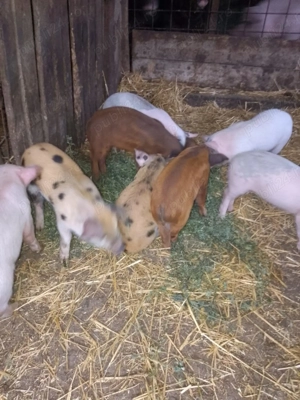 Vând purcei 6 săptămâni  - imagine 3