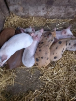 Vând purcei 6 săptămâni  - imagine 2