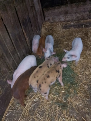 Vând purcei 6 săptămâni  - imagine 4