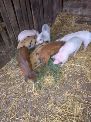 Vând purcei 6 săptămâni  - imagine 5