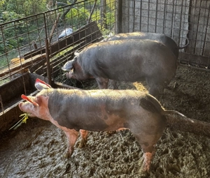 Vand porci rasa Pietrain, crescuti BIO - 100-250kg