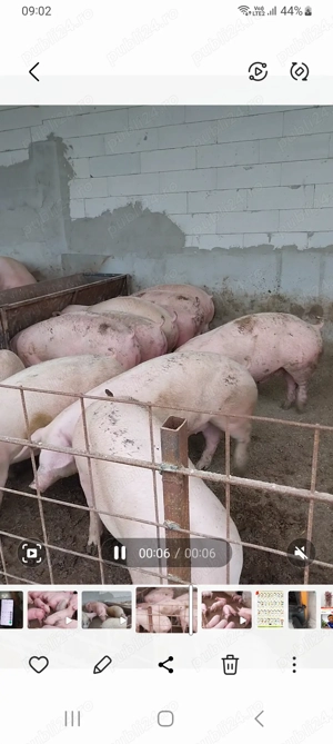 Porci pentru craciun - imagine 4