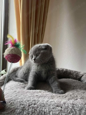 Disponibil pui de rasă British Shorthair     - imagine 2