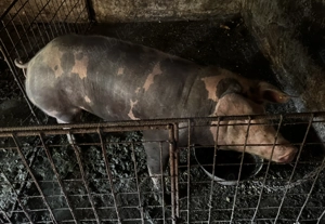 Vand porci rasa Pietrain, crescuti BIO - 100-250kg - imagine 2