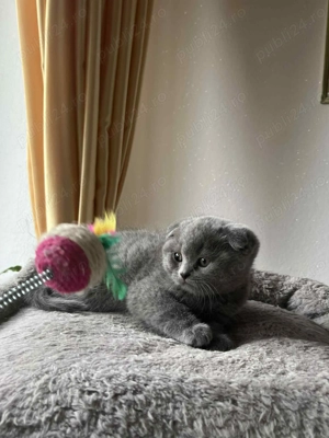 Disponibil pui de rasă British Shorthair     - imagine 3