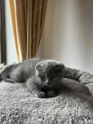 Disponibil pui de rasă British Shorthair    