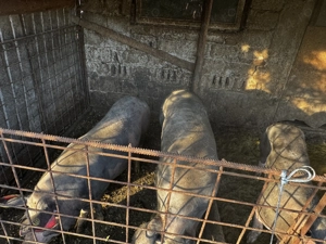 Vand porci rasa Pietrain, crescuti BIO - 100-250kg - imagine 7