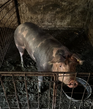 Vand porci rasa Pietrain, crescuti BIO - 100-250kg - imagine 8