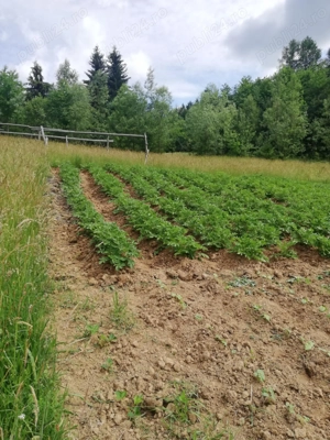 Teren superb de vanzare, cu vedere catre munte in zona linistita la 2 pasi de centrul orasului  