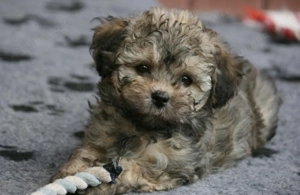 Bichon havanez fetita