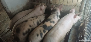 vand porci pentru sacrificat  - imagine 2