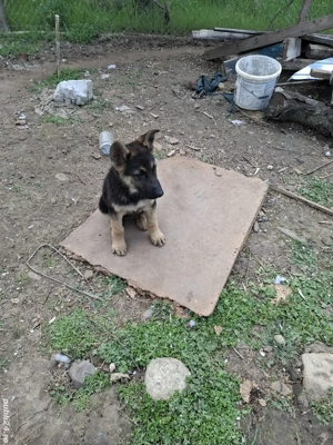 Avem pui ciobănești germani linie dreaptă - imagine 3