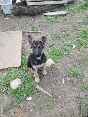 Avem pui ciobănești germani linie dreaptă - imagine 4