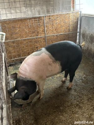 porci pentru taiat  - imagine 2