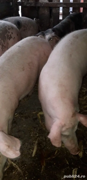 Porci pentru tăierea  - imagine 2