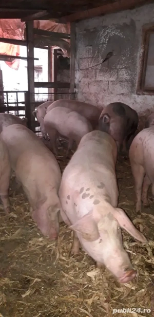 Porci pentru tăierea  - imagine 3