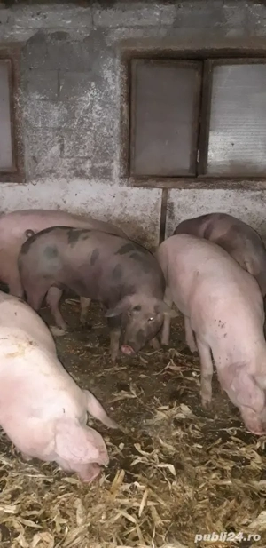 Porci pentru tăierea  - imagine 4
