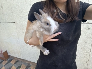 Vand iepurasi cap de leu pitici 