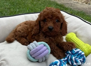 Catelusi Pudel Poodel Caniche red toy posibilitate de transport - imagine 2