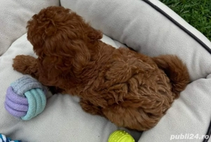 Catelusi Pudel Poodel Caniche red toy posibilitate de transport - imagine 3