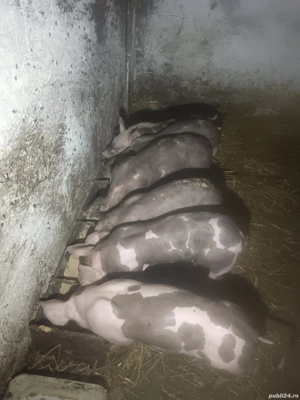 Vând purcei  - imagine 2