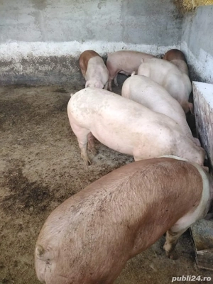 Porci de carne crescuți natural