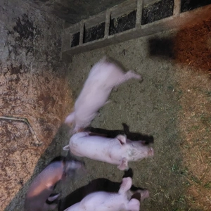 Purcei disponibili - imagine 3