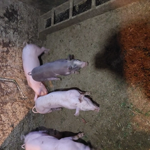 Purcei disponibili - imagine 4