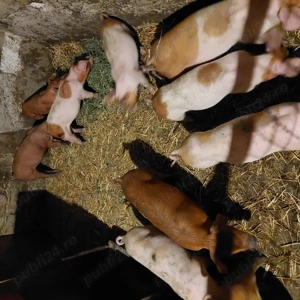 Purcei disponibili - imagine 2