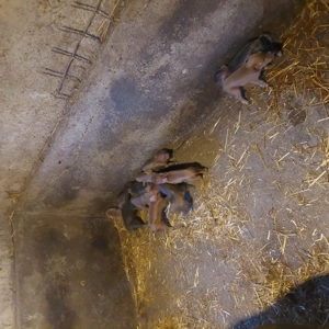 Purcei disponibili - imagine 5