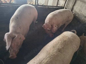 Porci de carne crescuti natural