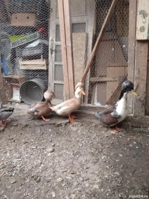 Vand rate motate, familie 2+1