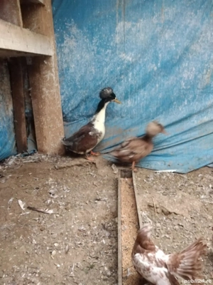 Vand rate motate, familie 2+1 - imagine 2