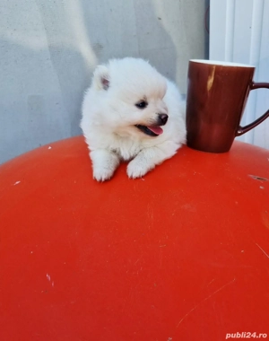 Pomeranian cu pedigree 