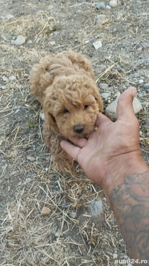 pudel talie medie și toy caută alta casa - imagine 4