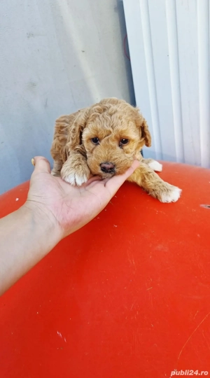 pudel talie medie și toy caută alta casa