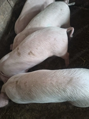 Purcei de vanzare crescuti natural - 2 luni jumate - imagine 2