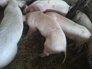Purcei de vanzare crescuti natural - 2 luni jumate - imagine 3