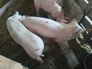 Purcei de vanzare crescuti natural - 2 luni jumate - imagine 4