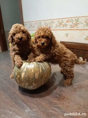 Pui Pudel-Poodel-Caniche red  apricot toy ajut cu transportul - imagine 2
