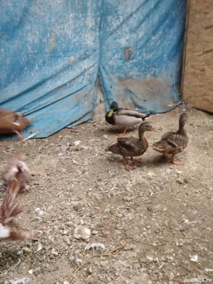 Vand ratuste salbatice 2+1