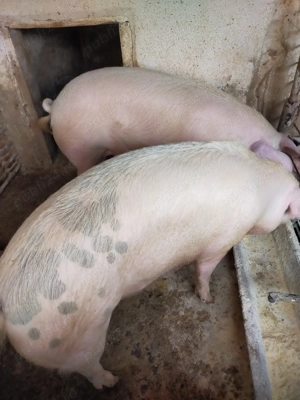 Vând  doi porci de carne 