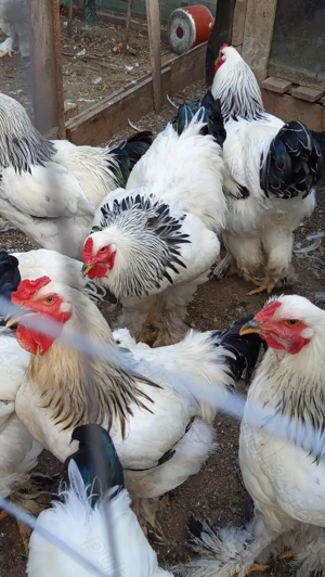 Păsări de curte  - imagine 3