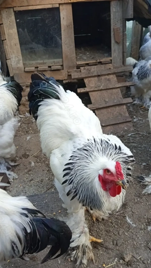 Păsări de curte  - imagine 2