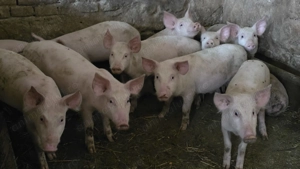 Purcei ,  Șoldani - imagine 2